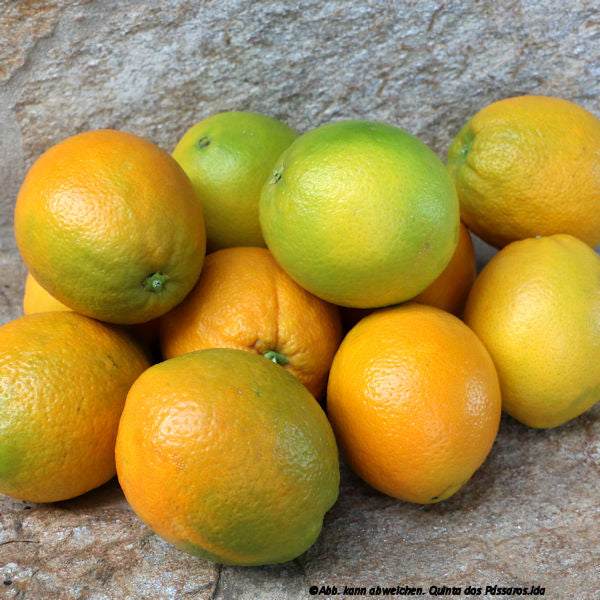 Navelorangen die ersten