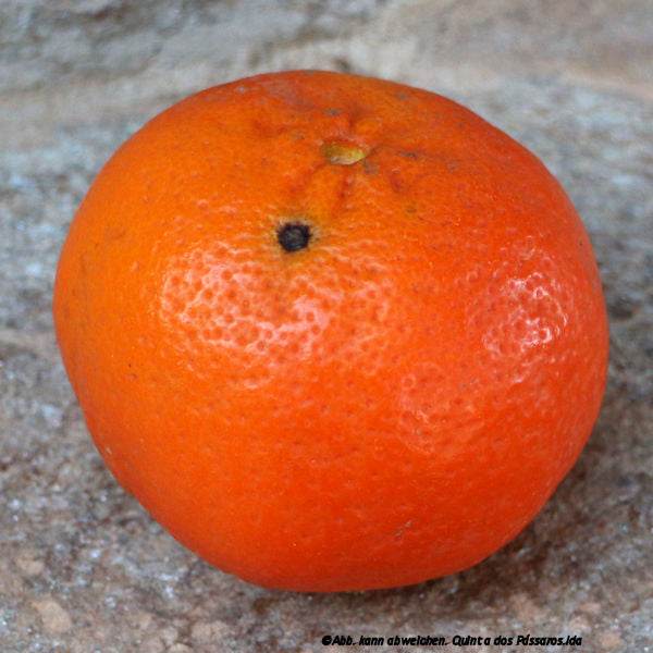 Clementinen mit Punkt