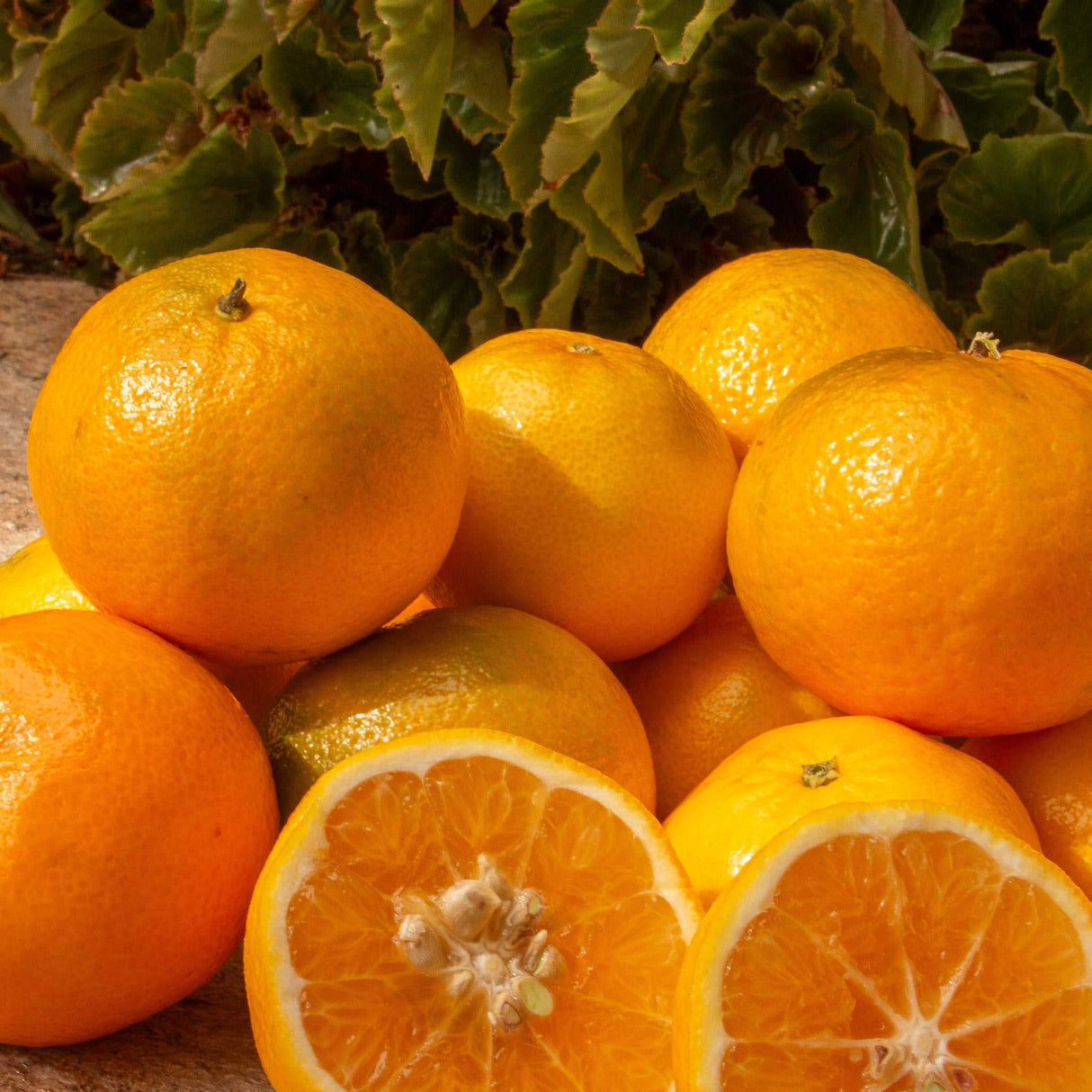 Mandarinen Monreales im November nah