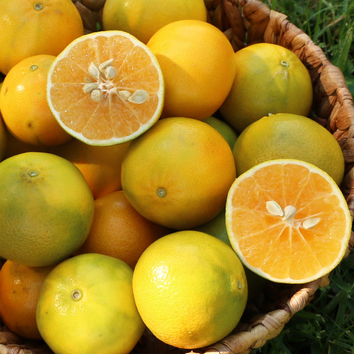 Mandarinen Monreales nah