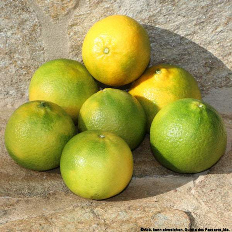 Mandarinen Monreales