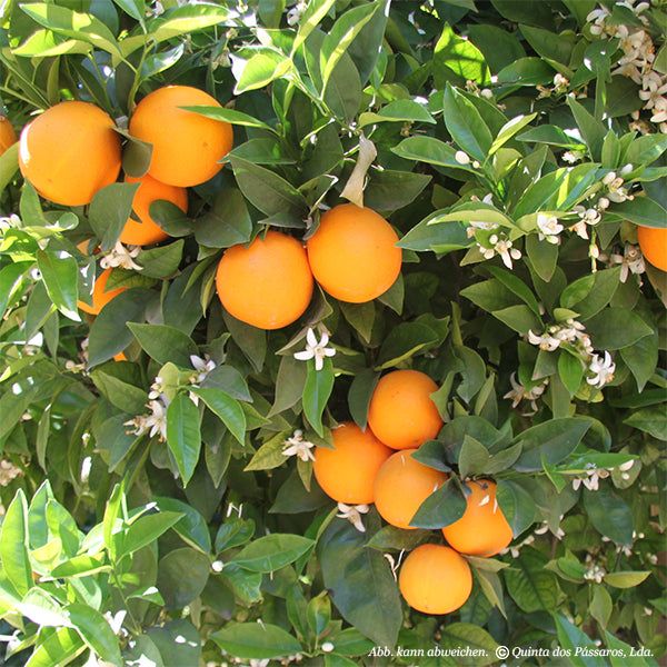 Sommer-Orangen Valentia-Late mehrere Früchte