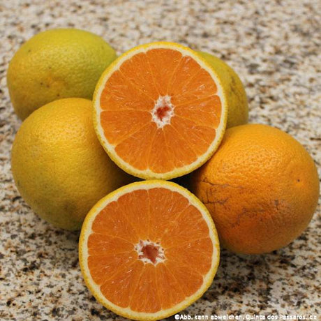 Sommer-Orangen Valentia-Late Küche