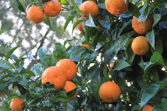 Bitterorangen Wildorangen am Baum