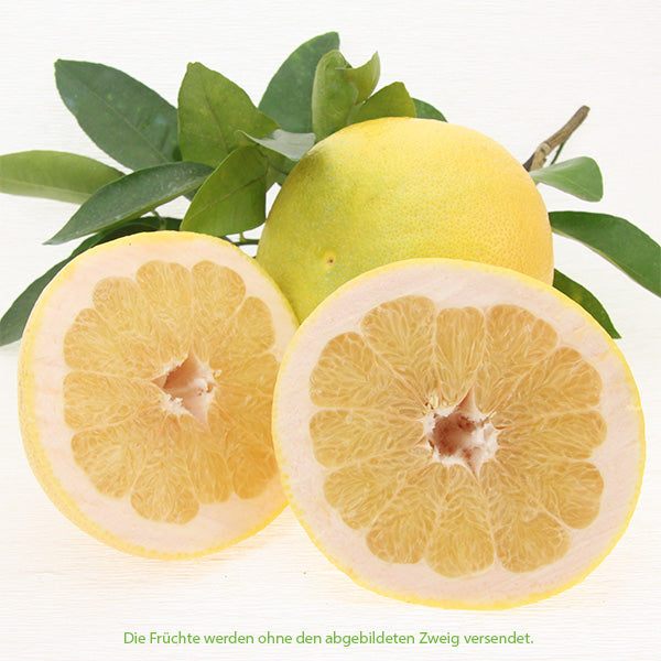 Grapefruit weiß