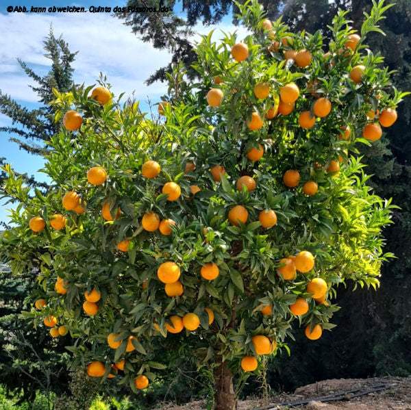 clementine ruby bio am baum