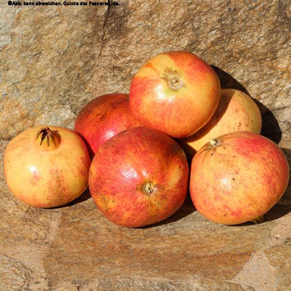 Granatäpfel rustica