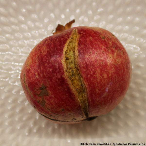 Granatäpfel etwas gerissen