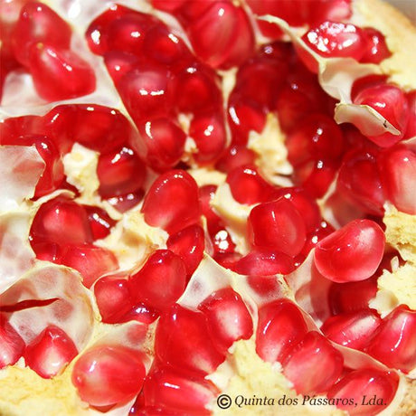 Granatäpfel Kerne
