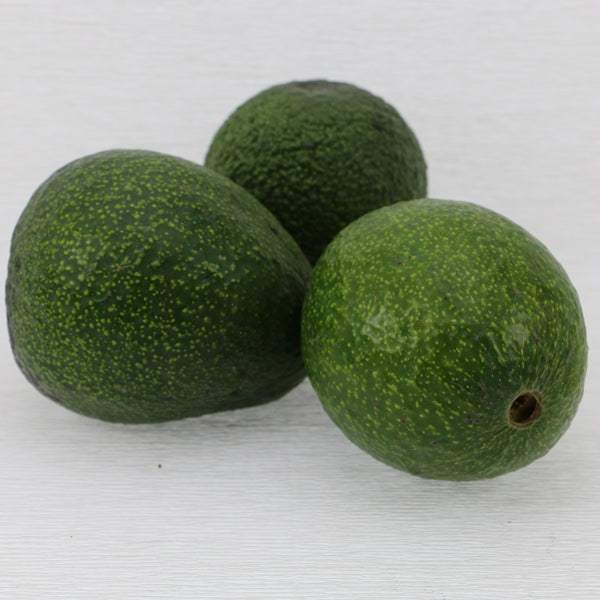 Avocados Reed ganz