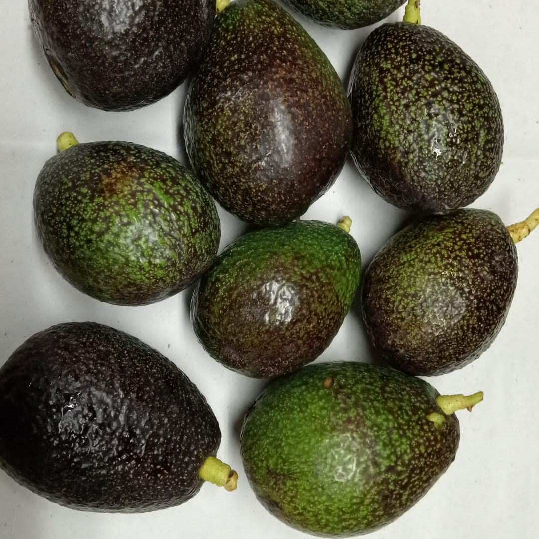 Avocado Wildwuchs dunkel