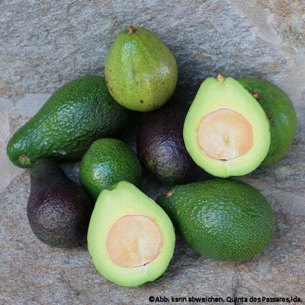 Avocado wildwuchs mehrere