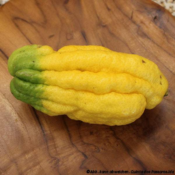 Buddhas Hand gelblich