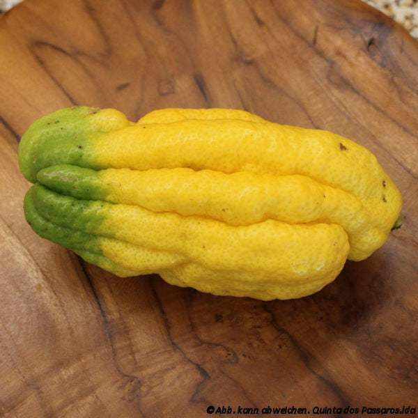 Buddhas Hand gelblich