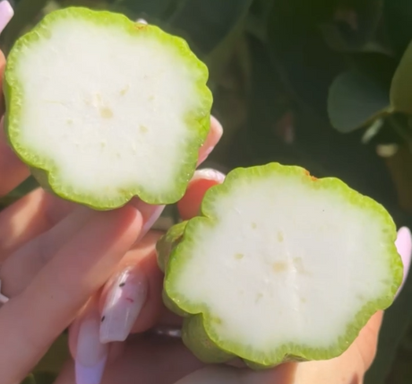 Buddhas Hand aufgeschnitten
