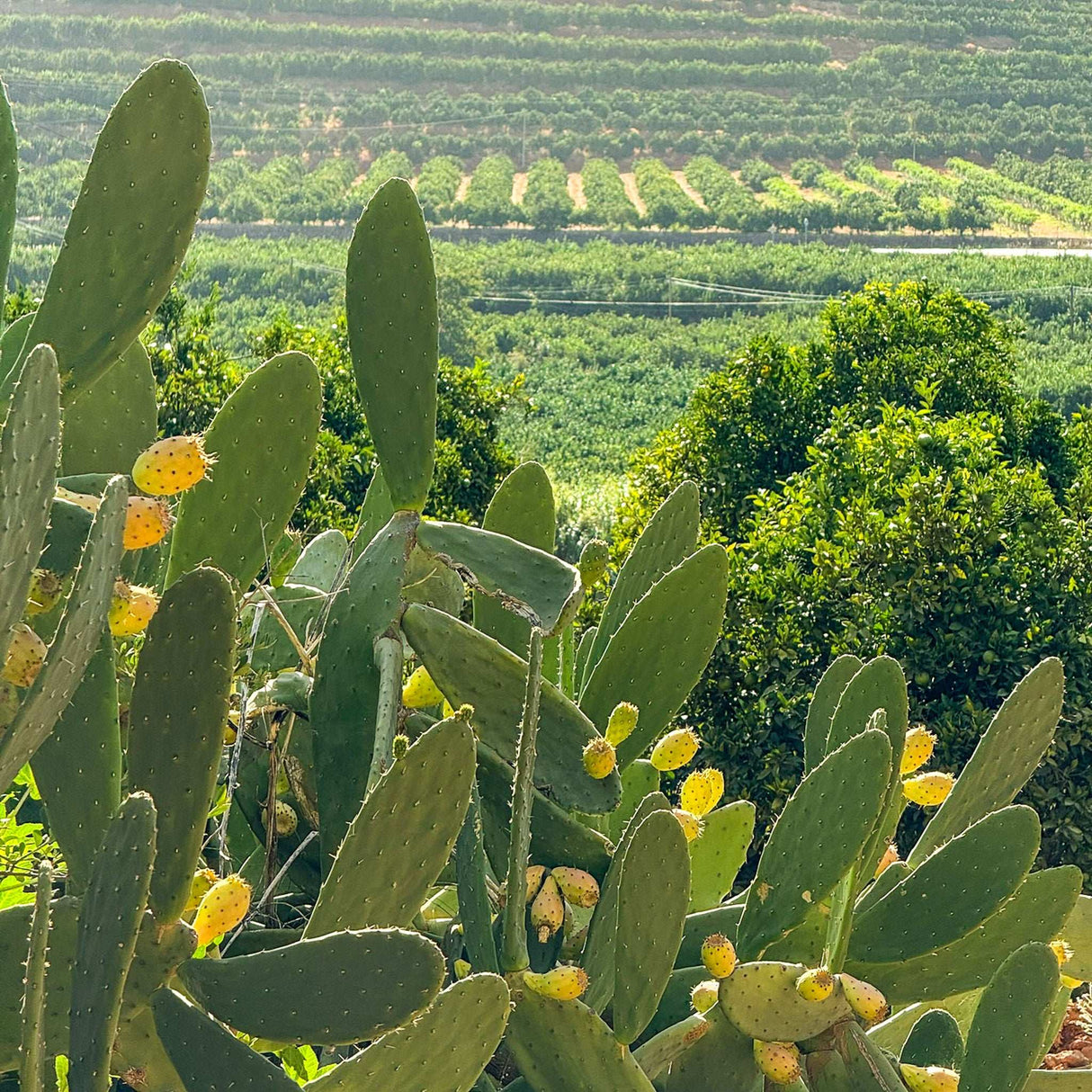 Kaktusfeigen mit Blick auf Plantage