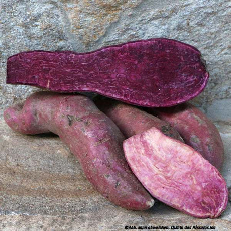 Süßkartoffeln lila