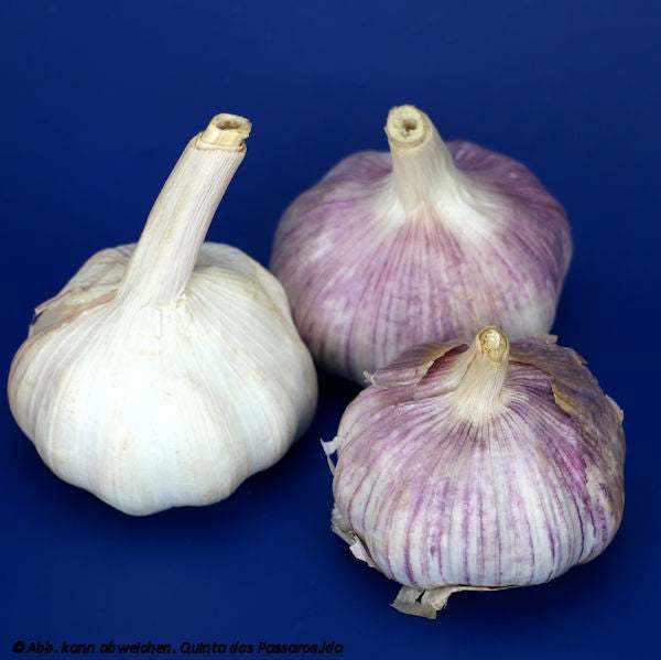 Knoblauchknollen