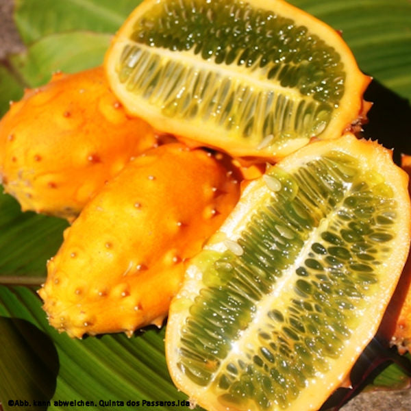 Kiwano, Horngurke / Pepino africano, unidade