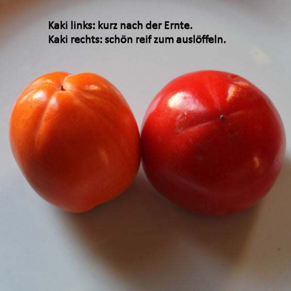 Kakis 2 Stück