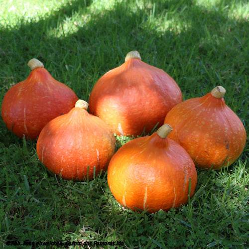 Hokkaido-Kürbis Im grünen