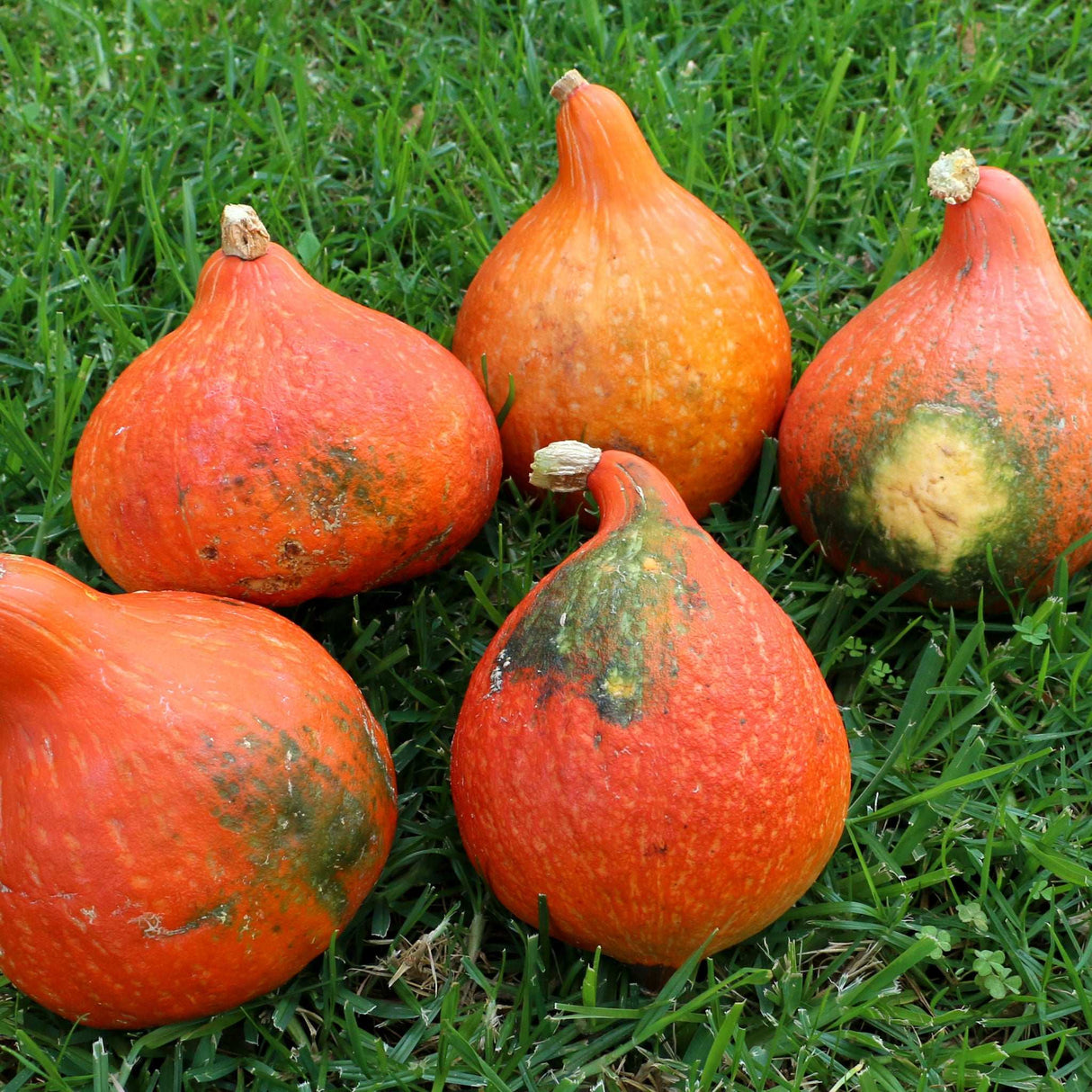 Hokkaido-Kürbis Red Kuri nicht so hübsch