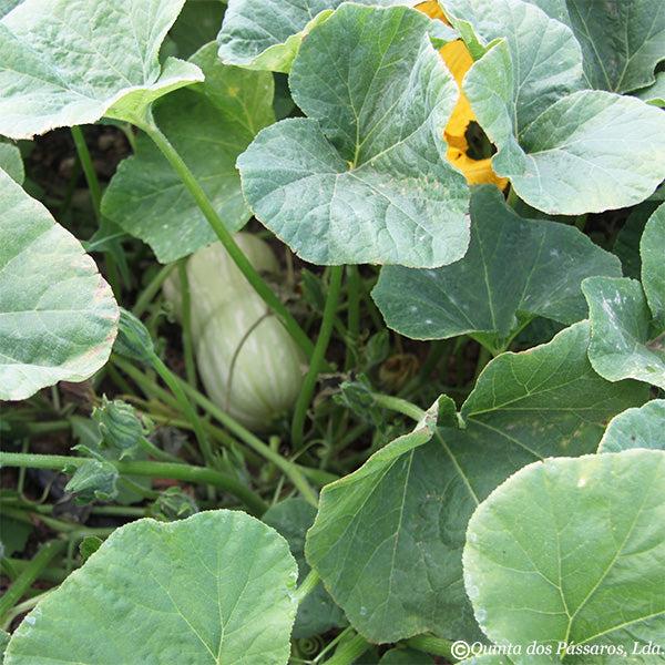 Butterkürbis im Garten