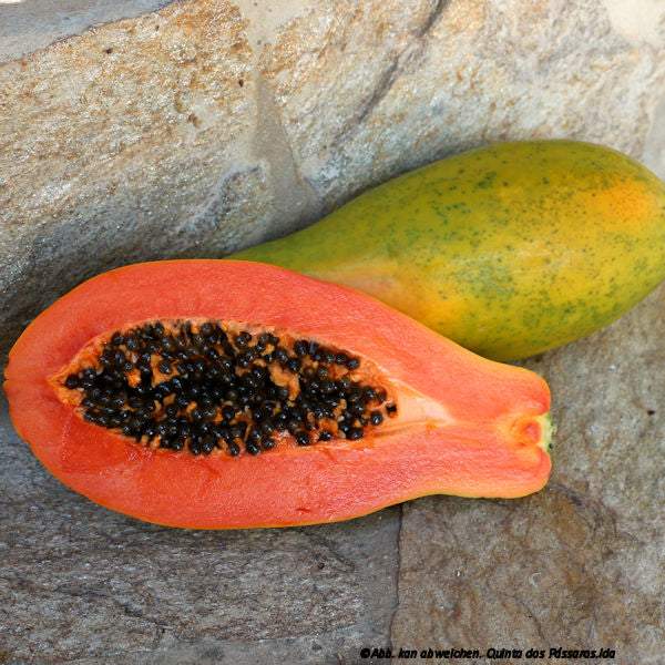 Große Papaya