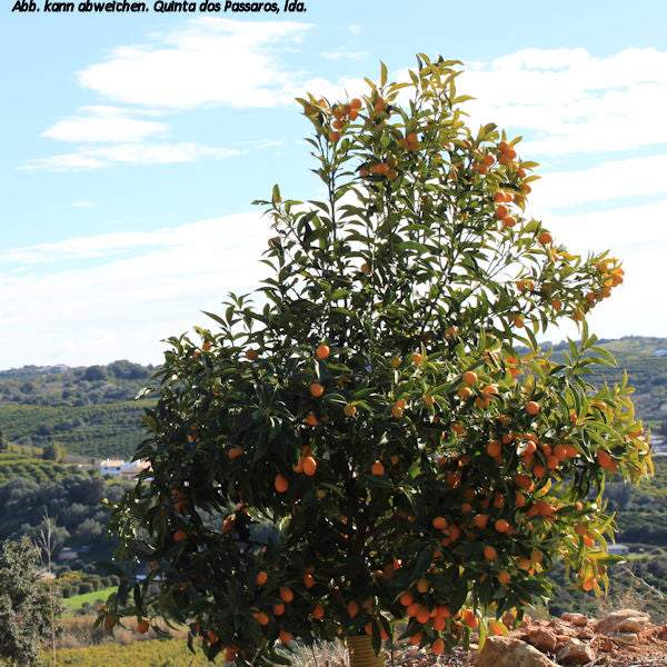 Kumquat Baum