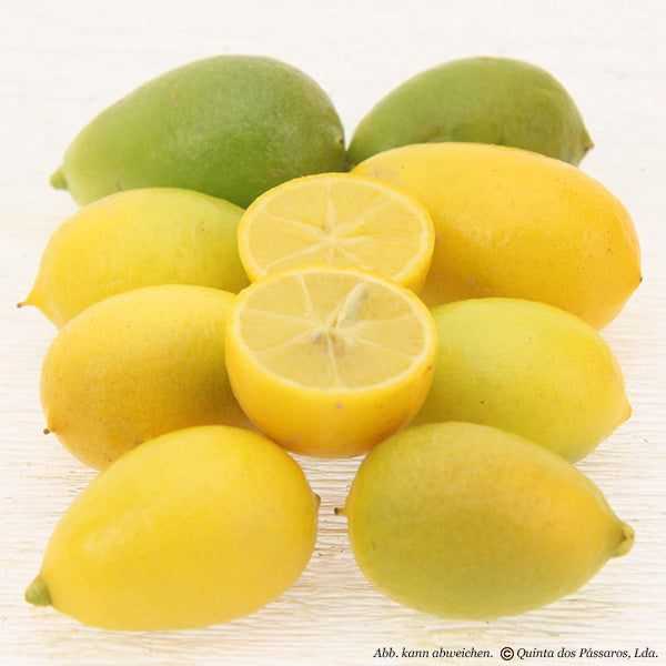 Limequat, dwarf lemons / Limequat, unidade