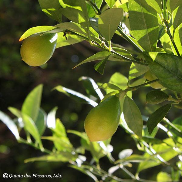 Limequat, Zwergzitronen / Limequat, unidade