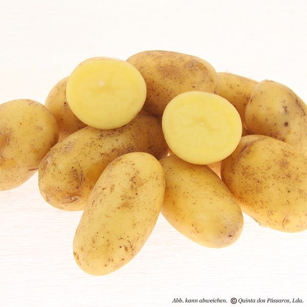 Kartoffeln junge kleine