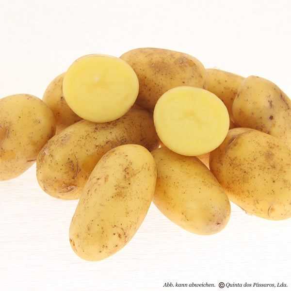 Kartoffeln junge kleine