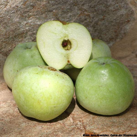 Wildäpfel Esmolfe