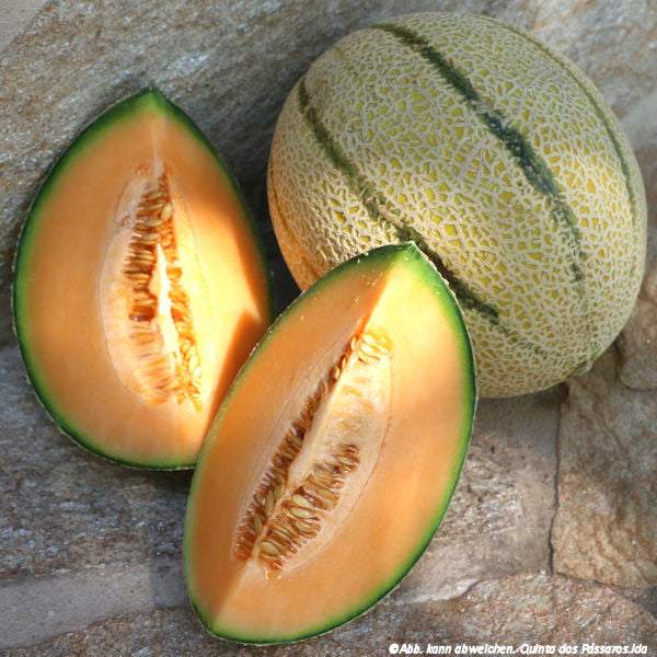 Melon Cantaloupe / Meloa cantaloupe, unidade