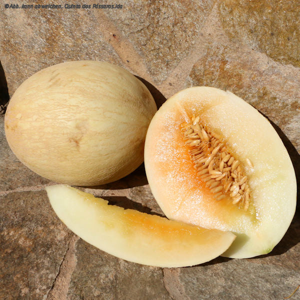 Melone weiß / Melão branco