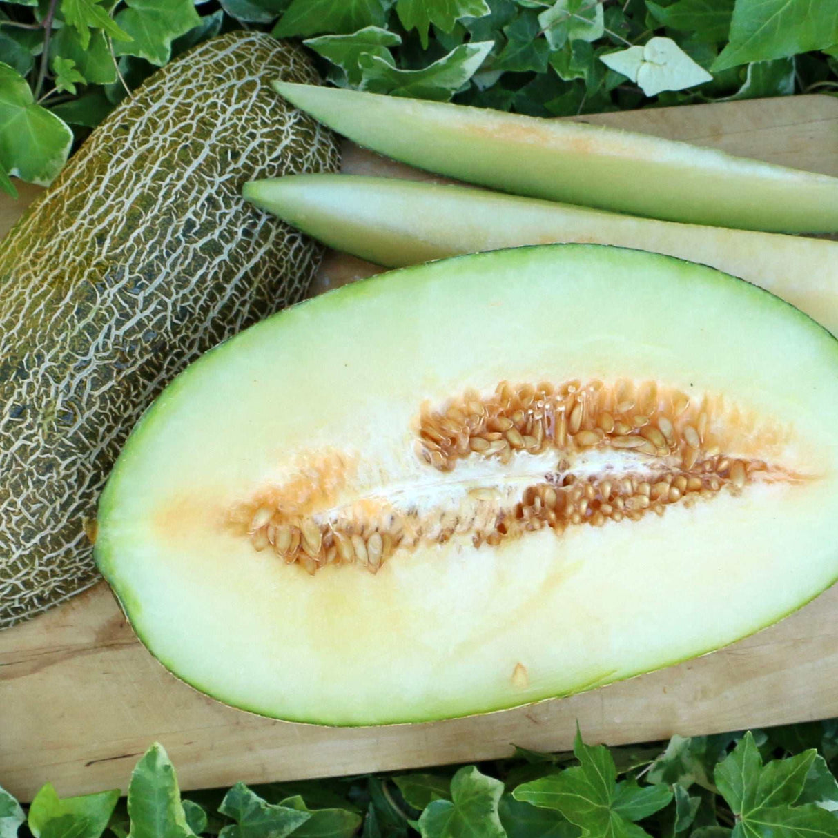 Melone Pele de Sapo Brett