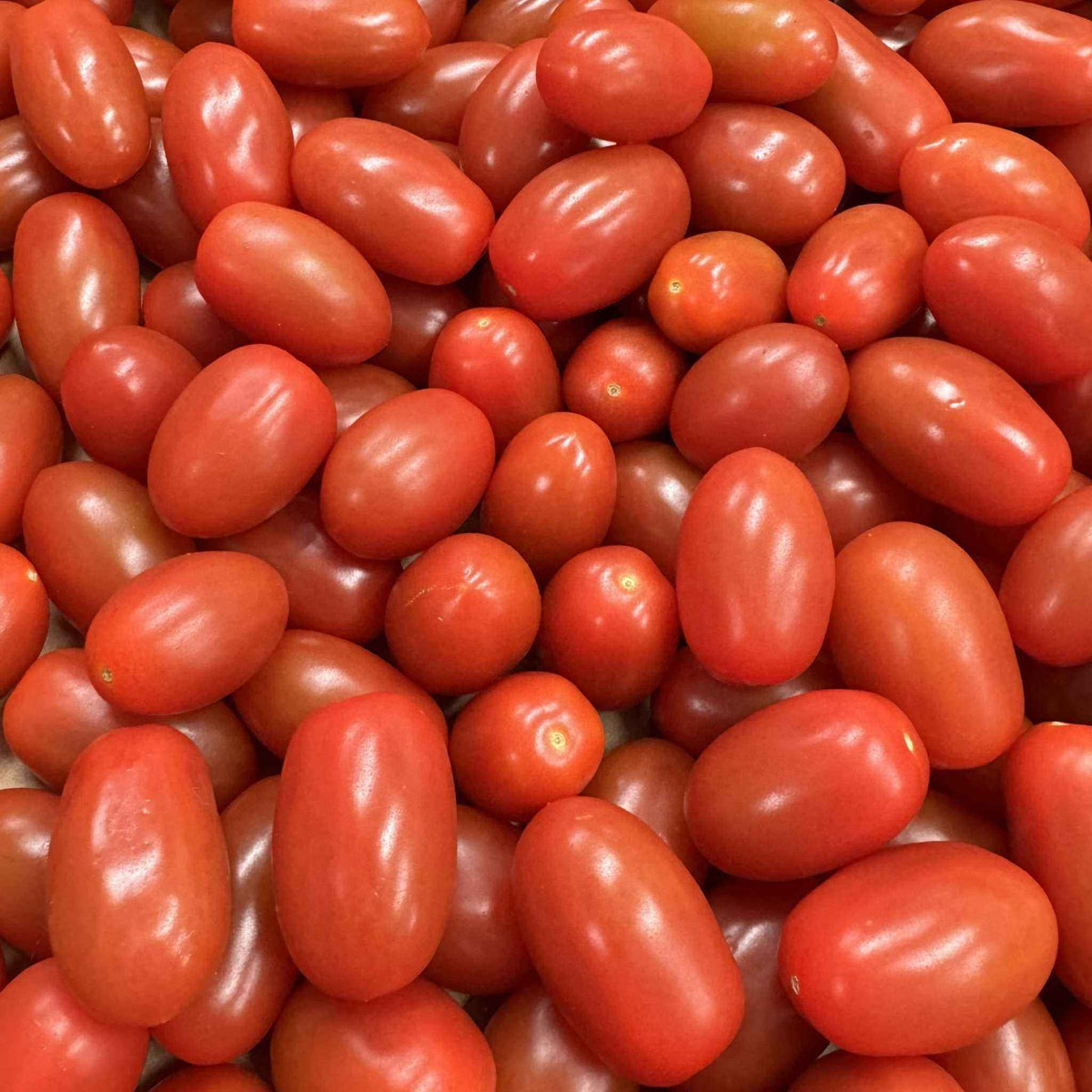 Cherry Tomaten Azura