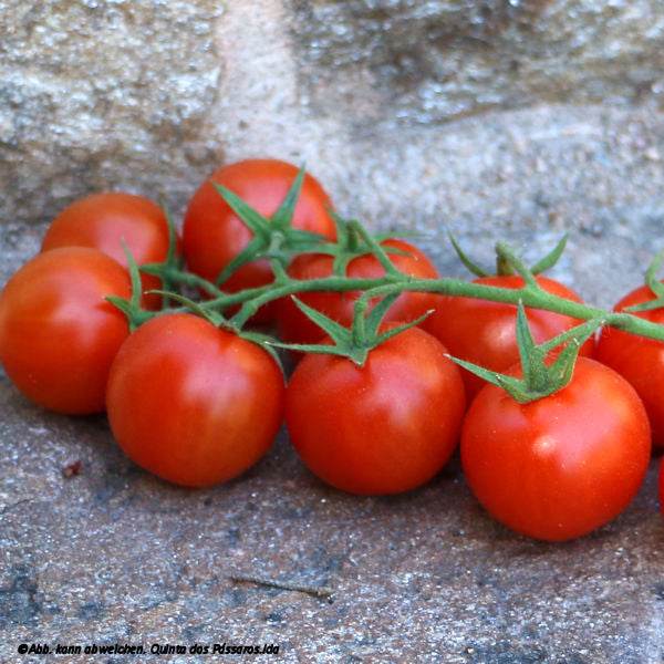 Cherry Tomaten