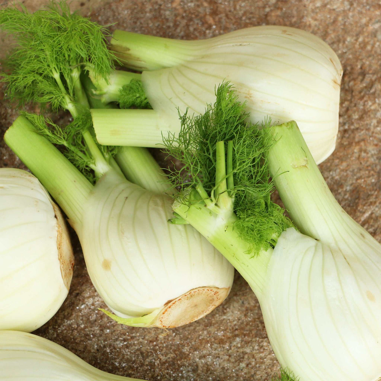 Fenchel Knollen