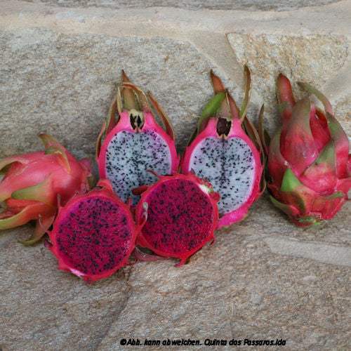Drachenfrucht Pitahaya