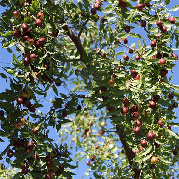 Jujuben am Baum weiter weg