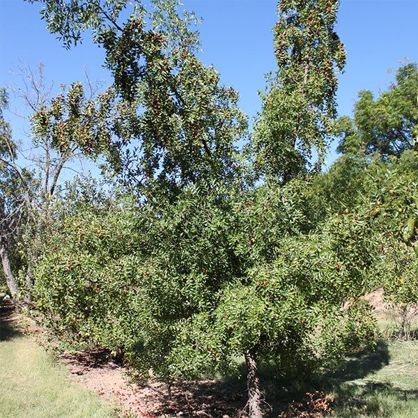 Jujubenbaum