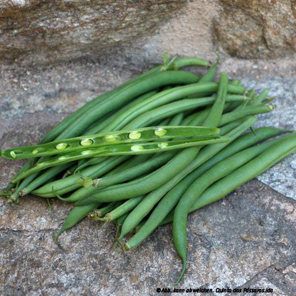 Prinzess-Bohnen / Feijão francês, unidade