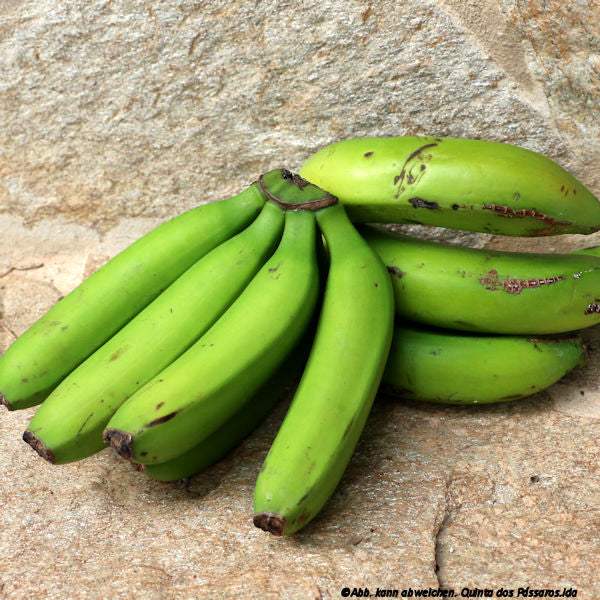 Bananen Madeira grün