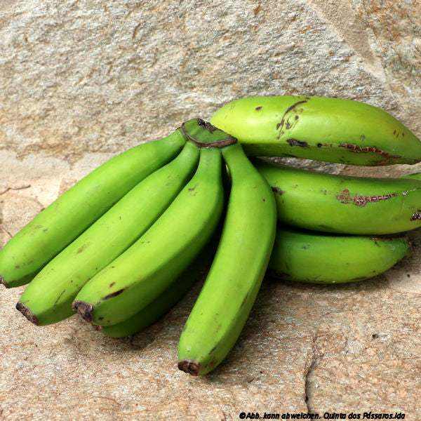 Bananen Madeira grün