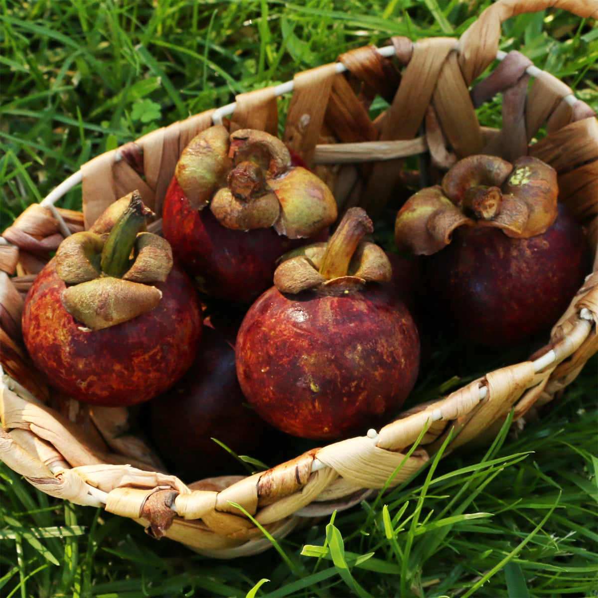 Mangostan im Korb