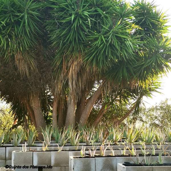 Aloe Vera Pflanzung
