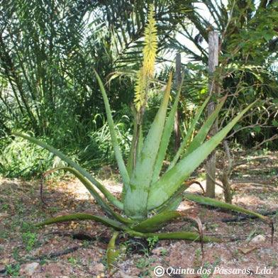 Aloe Vera Blüte