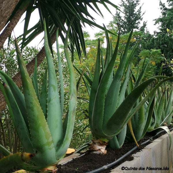Aloe Vera Pflanzen